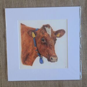 Ayrshire Cow Square Giclee Print