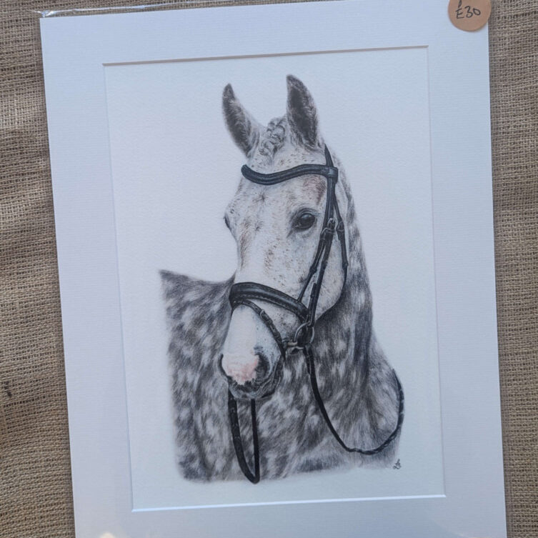 Dapple Grey Horse A3 Giclee Print