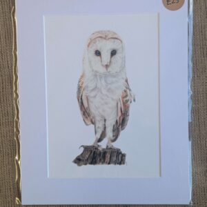 Barn Owl A4 Giclee Print