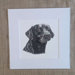 Black Labrador Square Giclee Prints