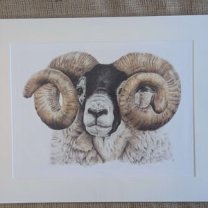 Scottish Blackface Tup A3 Giclee Print