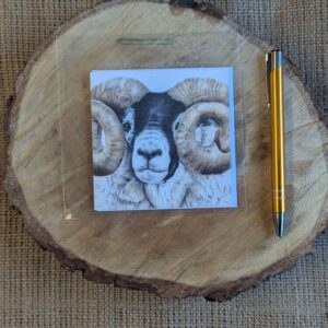 Scottish Blackface Tup Square Notelet