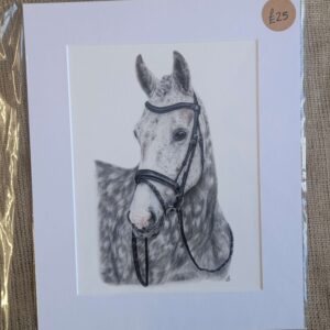 Dapple Grey Horse A4 Giclee Print