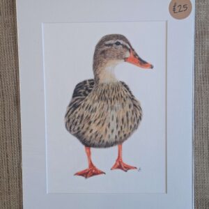 Duck A4 Giclee Print