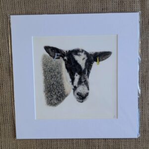 Mule Ewe Square Giclee Print