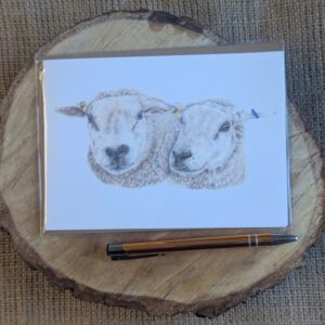 Texel Ewes Card