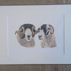 Swaledale Sheep A4 Giclee Print